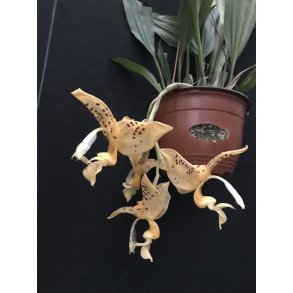 Stanhophia  jenischiana